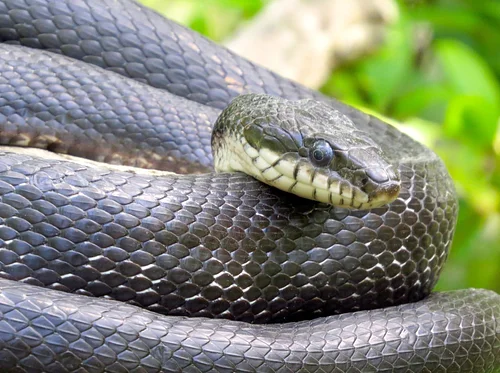 Snakes of the Blue Ridge