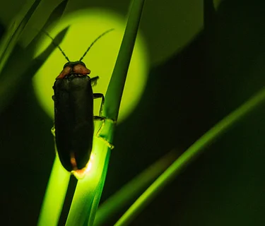 Nature at Night: Fireflies!