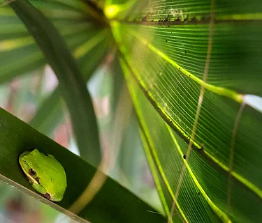 Tot Trot: Amphibians