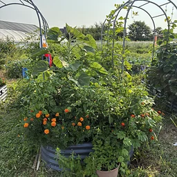 Season Extension & Putting Your Garden to Bed