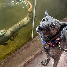 Dog Days at the Zoo (Sept. 4 & 23)