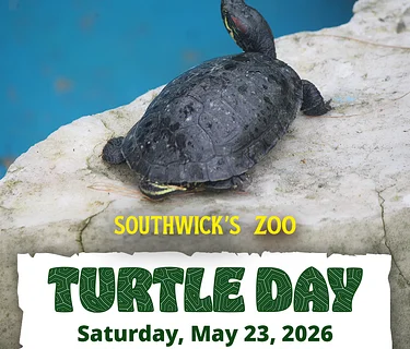Turtle Day