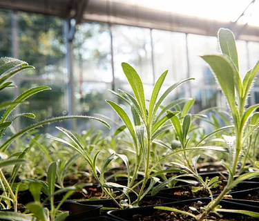 Public Days: Spring Native Plant Sale