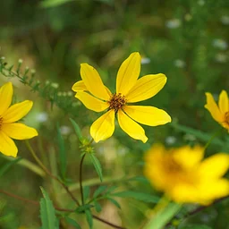 Member Exclusive: Wildflower Wander