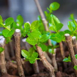 Cutting Propagation Workshop for the Home Gardener w/ Adam Wheeler