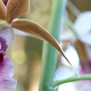 Orchid Fever x Havana Heat