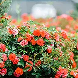 Greenhouse Tour