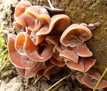Fungi 101 Talk and Walk at Fern Hollow Nature Center