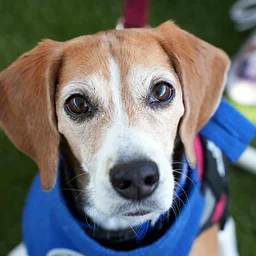 Paws and Tales at Carmel Mountain Ranch Library