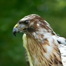 Winged Wisdom: Understanding Birds of Prey