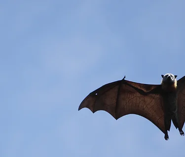 Bat Hike at Sweetwater River Trail