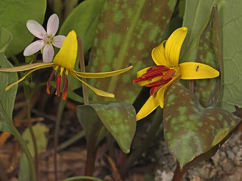 Spring’s Early Bloomers Webinar