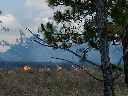Prescribed Burn Presentation