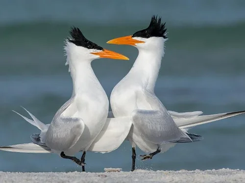 Crandon Park Birding