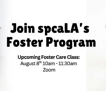 Foster Training Class – August 8th