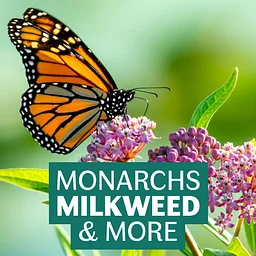 Monarchs, Milkweed, & More