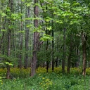 Ethnobotany of Native Plants: Through the Eyes of Native Americans