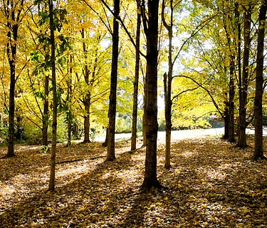 Solstice Forest Bathing
