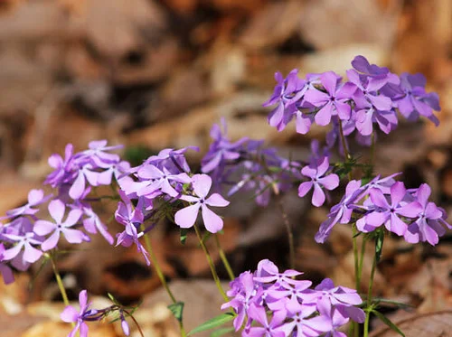 Spring Wildflower Stroll: The Business of Blooming