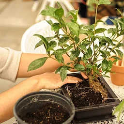 Intro to Bonsai Class