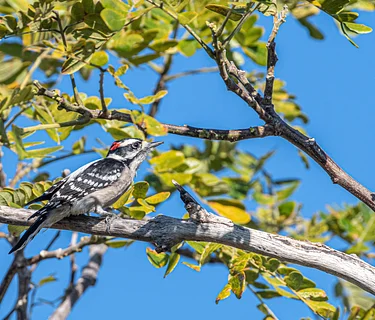 Birding in the Garden