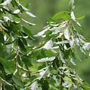 Learning for Land Keepers; Tackling Four-Seasons of Invasive Plants Series- Fall Session: Woody Invasives