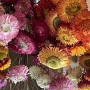 Everlasting Harvest Workshop