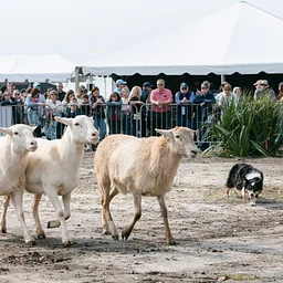 Sheep and Duck Herding Demo