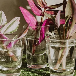 Garden Basics: Growing Tomorrow—Plant Propagation