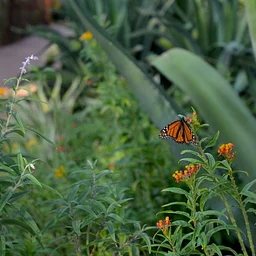 Butterfly Gardening