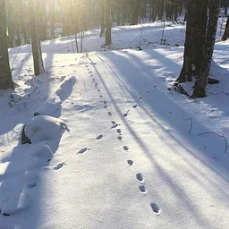 Animal Tracking in the Snow with Dan Yacobellis (Session 1)