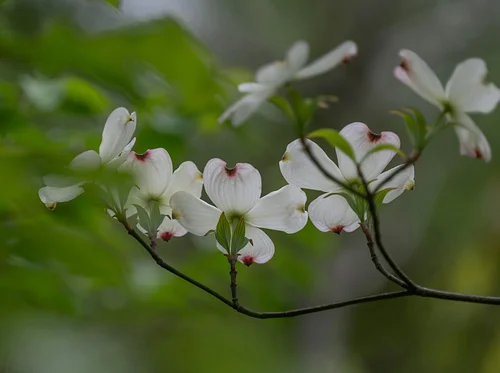 Early Spring Tree ID (full)
