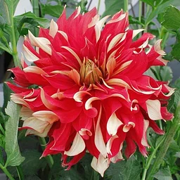 Master Dahlia Class Series September 8th