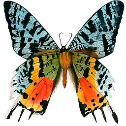 SUNSET MOTH PRESERVATION with GOTHAM TAXIDERMY