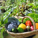 Grow and Cook Global Vegetables
