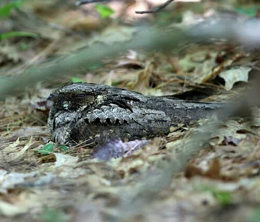 Creatures of the Night: The Wonders of Whip-poor-wills