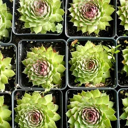 Fall Plant Sale