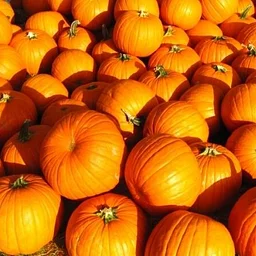 Pumpkin Play Day