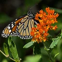 Monarchs & Beyond: Pollinator Stewardship