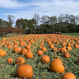 Pumpkin Festival