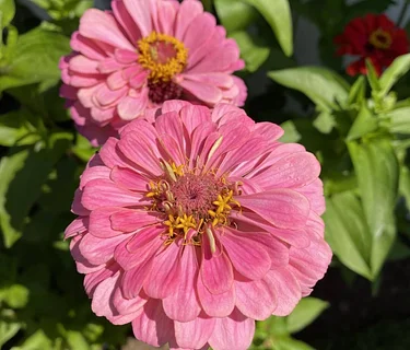 Planting Seeds for the Future: Bellamy-Ferriday Zinnia Seed Campaign