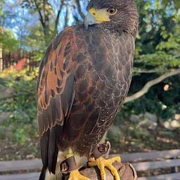 Flight Encounter with Edged Feather Experiences – FEC Amphitheater