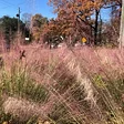 Woodlands Garden