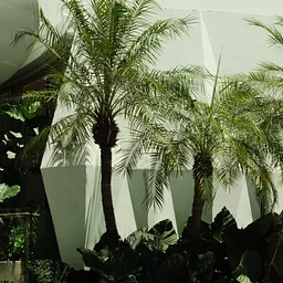 Pool Garden Sessions With Jonny Eso