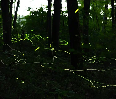 Limited Accessible Firefly Tour