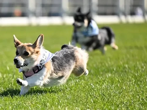 The Corgi Cup at Bohemia