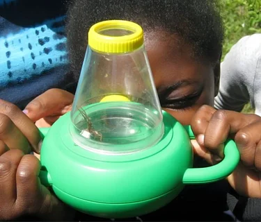 Scouts Insects Merit Badge