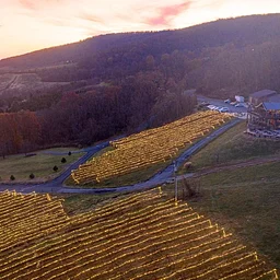 Lighting of the Vines: Launch Party Weekend