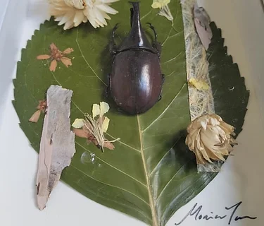 Flora & Fauna – Insect Collage Workshop