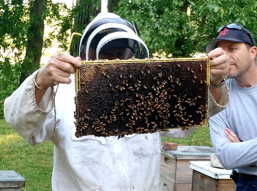 Meet our Animals: Hardworking Honeybees
